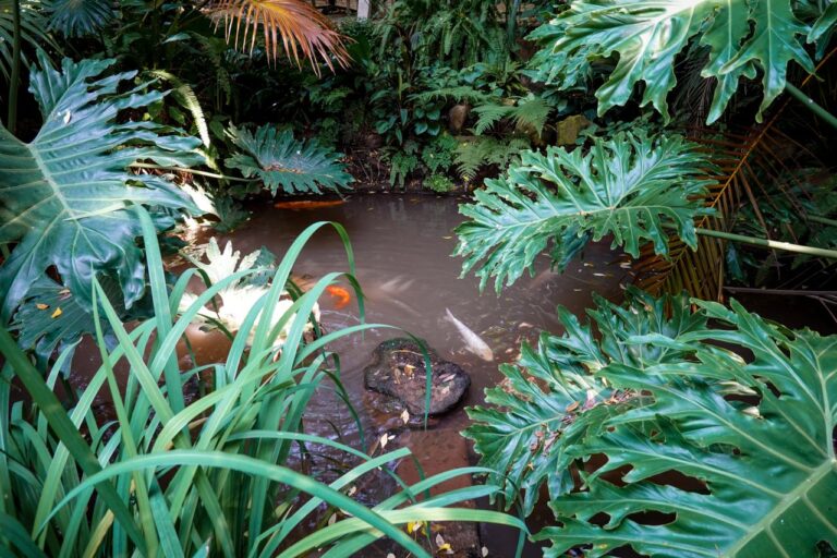 Koi Pond